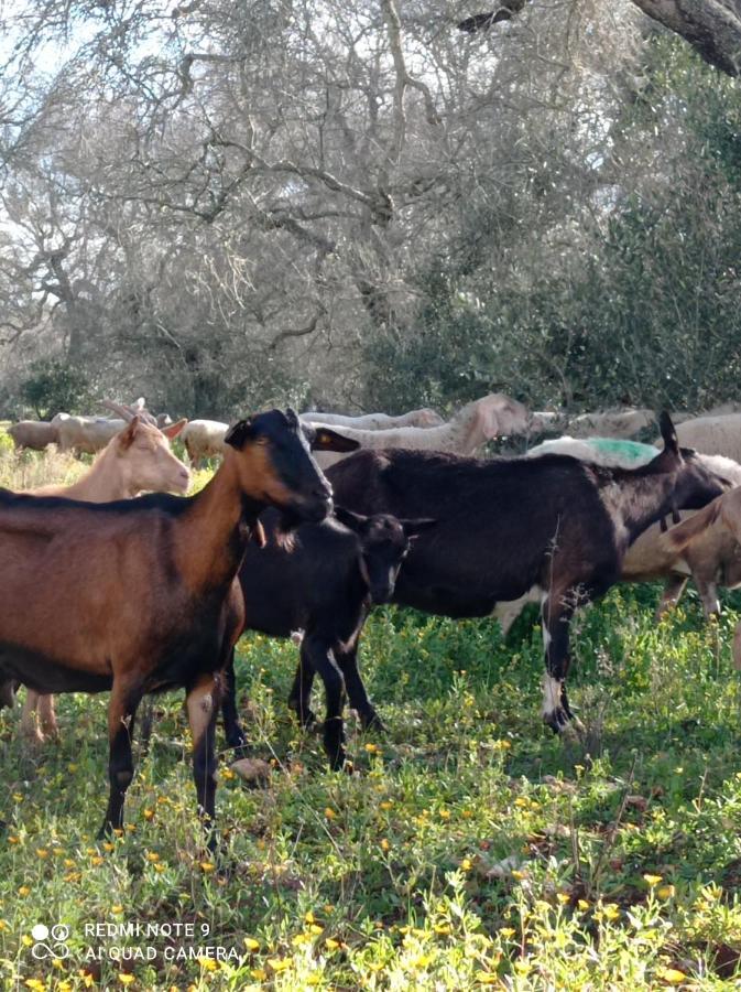 La Petraia Villa Magliano Exteriör bild